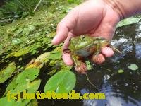 /home//u458753944/public_html/sourcegallery/////////////Frogs/Bullfrogs 2016-08 Ontario/P8120037.JPG